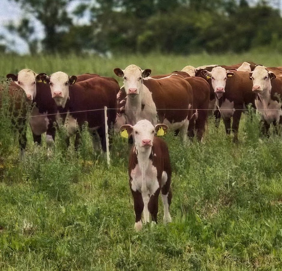 Airi Kulvet, Farmer of the Year 2023, with her grass-fed cattle